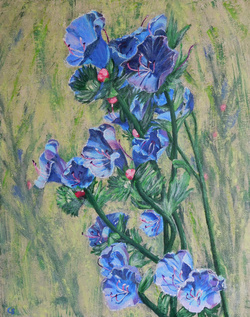 Painting: Echium Gentianoides
